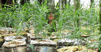 ৮ শতক জমিতে ৬ লাখ টাকার আদা বিক্রির স্বপ্ন