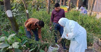 নারায়ণগঞ্জে জনপ্রিয় হচ্ছে বস্তায় আদা চাষ