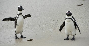 ক্ষুধার জ্বালায় বাচ্চাদের পাথর খাওয়াচ্ছে আফ্রিকার পেঙ্গুইনরা
