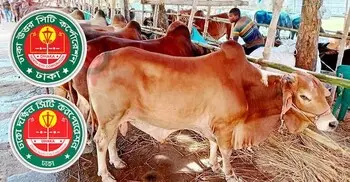 রাজধানীতে বসছে ২৪ অস্থায়ী পশুর হাট, আফতাবনগরে ‘অনিশ্চিত’