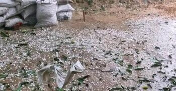 চাঁপাইনবাবগঞ্জে শিলাবৃষ্টি, আম-ধানের ক্ষতির আশঙ্কা