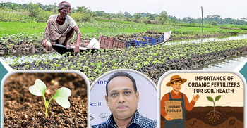 মাটি ও ফসল সুরক্ষায় জৈব সার কেন জরুরি?
