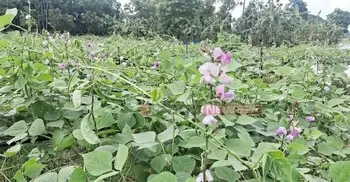 যে প্রযুক্তি আগামী দিনের কৃষিকে বদলে দিতে পারে