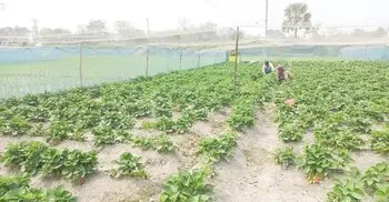 কৃষিপ্রযুক্তিতে যুবশক্তি ধরে রাখতে করণীয়