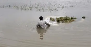 কিশোরগঞ্জের হাওরে ২৫৯ কোটি টাকার ফসলহানি, ক্ষতিগ্রস্ত অর্ধলাখ কৃষক