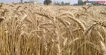 খরা-লবণাক্ততা সহনশীল ৫ জাতের গম উদ্ভাবন, মিলেছে অভাবনীয় সাফল্য