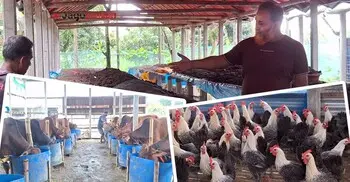 বিসিএস শিক্ষা ক্যাডার-ব্যাংকের চাকরি ছেড়ে কৃষিতে স্বপ্ন বুনছেন ইখতেয়ার