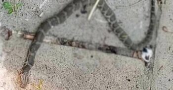 রাসেলস ভাইপার ভেবে অজগরকে পিটিয়ে মারলো এলাকাবাসী