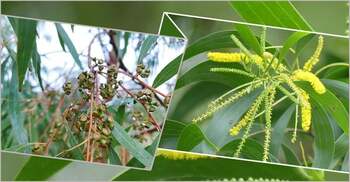 Govt bans planting, sale of Eucalyptus, Acacia