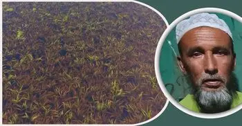স্বপ্নের ধান পানির নিচে দেখে মৃত্যুর কোলে ঢলে পড়লেন কৃষক