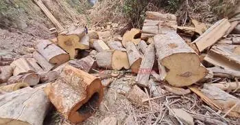 আলীকদমে অবাধে বন উজাড়, কমছে বন্যপ্রাণী