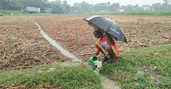 একদিনের বৃষ্টিতে নষ্টের পথে ২০০ কোটির বীজ আলু