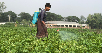 বৈরী আবহাওয়া, আরও বাড়তে পারে আলুর দাম