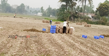 আলু এখন কৃষকের গলার কাঁটা