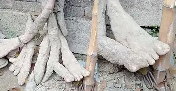 মানুষের হাত-পায়ের আকৃতির মেটে আলু, জনমনে কৌতূহল