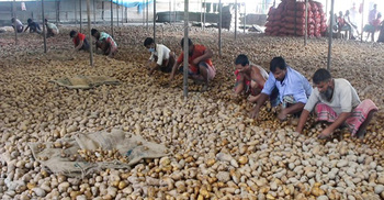 Potato farmers fume over Tk 8 per kg cold storage fee