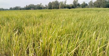 মানিকগঞ্জে আমনের ফলন নিয়ে দুশ্চিন্তায় চাষিরা