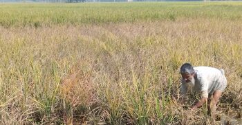 আমন ধানে অচেনা রোগ, উৎপাদন নিয়ে শঙ্কায় চাষিরা