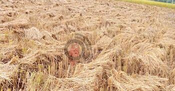 মিরসরাইয়ে চলছে আমন ধান কাটার উৎসব