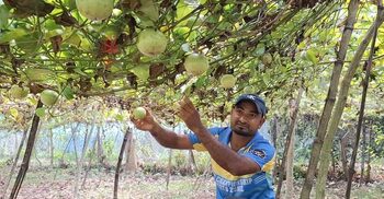 আনারকলি ফল চাষে সফল ঝিনাইদহের স্টালিন