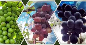 শীতে আঙুর খাওয়ার উপকারিতা