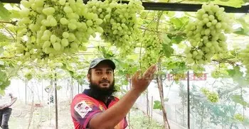 মিষ্টি আঙুর চাষে প্রথম বছরেই আয় লাখ টাকা