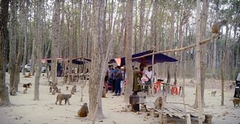 বনে খাবারের অভাব, দলবেঁধে লোকালয়ে ছুটছে বানর