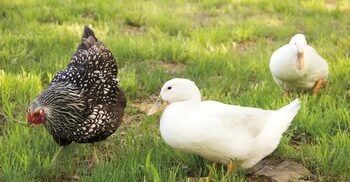 গরম পানিতে ড্রেসিং করলে কি হাঁস-মুরগি হারাম হয়ে যায়?