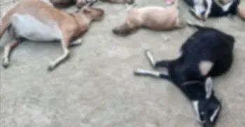 বিষ দিয়ে শ্বশুরের গরু-ছাগল-মাছ মেরে ফেলার অভিযোগ জামাইয়ের বিরুদ্ধে