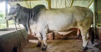 গরুর জাত ও ধরন অনুযায়ী মাংসের দাম নির্ধারণে আইনি নোটিশ