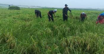 কৃষকের ধান কেটে বাড়ি পৌঁছে দিলেন আনসার সদস্যরা