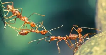 পৃথিবীর আদি প্রাণী পিঁপড়ার জীবনব্যবস্থা আমাদের কী শিক্ষা দেয়