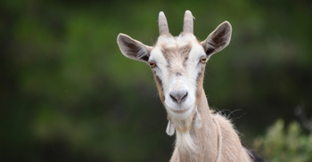 আকিকার নিয়ম ও দোয়া