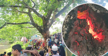 জীবন্ত গাছের ভেতরে জ্বলছে আগুন