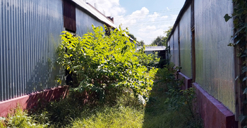 প্রবাসীর মার্কেট এখন ‘জঙ্গলবাড়ি’, ভাইয়ের বিরুদ্ধে ১৪ মামলা