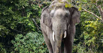 বান্দরবানে হাতির আক্রমণে প্রাণ গেলো কৃষকের