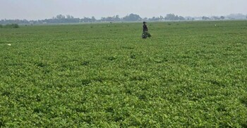 নরসিংদীর চরে বাড়ছে বাদাম চাষ, কৃষকের মুখে হাসি