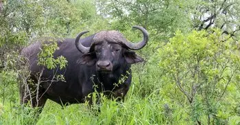কোরবানিতে সব শরিকের অংশ সমান হওয়া জরুরি?