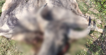 মহিষ চুরির পর জবাই করে মাংস নিয়ে গেলো চোর