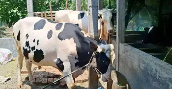 বাগেরহাটে কোরবানির হাট কাঁপাচ্ছে মামা-ভাগ্নে