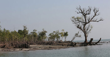 বনদস্যু আতঙ্কে সুন্দরবনে যাচ্ছেন না জেলেরা, উপার্জন বন্ধে দিশাহারা