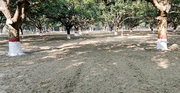 নতুন জীবন পেয়েছে মুজিবনগর আমবাগান