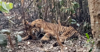 সুন্দরবনে ফাঁদে পড়া বাঘ উদ্ধার, নেওয়া হচ্ছে রেসকিউ সেন্টারে