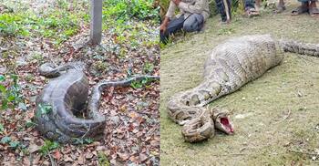 ২০ কেজি ওজনের ছাগল গিলে খেলো ৫০ কেজির অজগর, পরে সুন্দরবনে অবমুক্ত