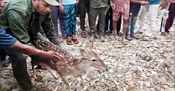 লোকালয়ে ঢুকে পড়া চিত্রা হরিণ উদ্ধার, সুন্দরবনে অবমুক্ত
