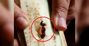 বেগুনের পোকাসহ বেগুনি তৈরি, চুয়াডাঙ্গায় ভোজন বিলাস রেস্তোরাঁকে জরিমানা