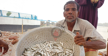 হারিয়ে যাচ্ছে তিস্তার ‘রুপালি’ মাছ বৈরালি