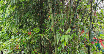 মাদারীপুর থেকে হারিয়ে যাচ্ছে বাঁশ