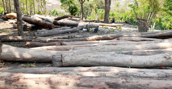 ২৫ বছর ধরে পাহাড়ের গাছ কাটছেন যুবলীগ নেতা