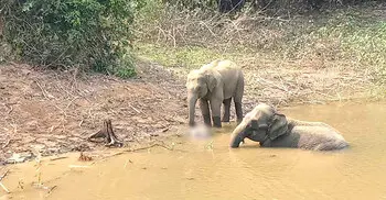 বান্দরবানে মৃত হাতি উদ্ধার